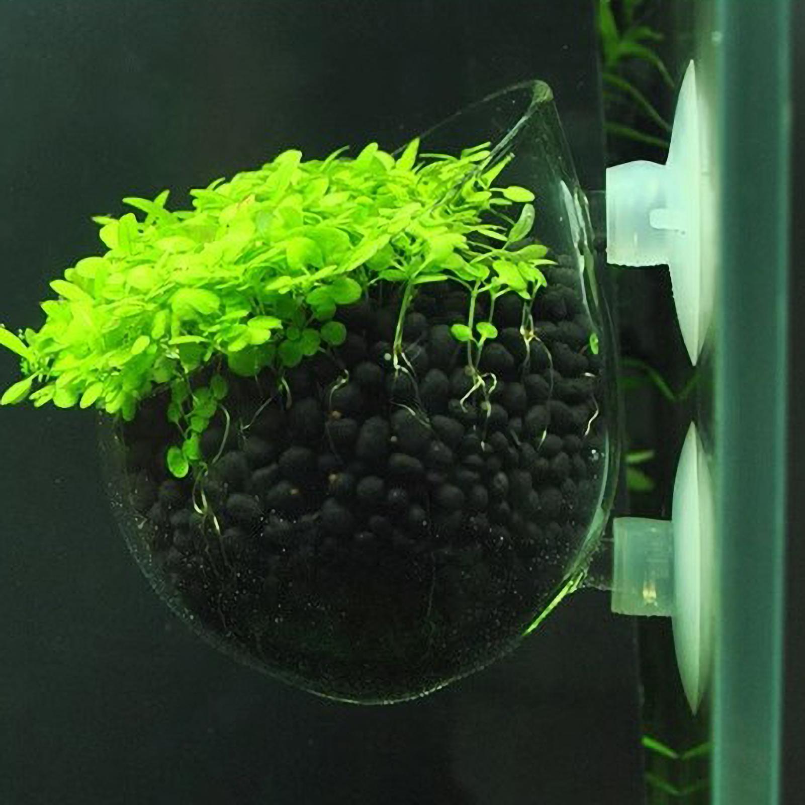 Aquarium Plant Holder Glass Aq - Badminton Live review and price