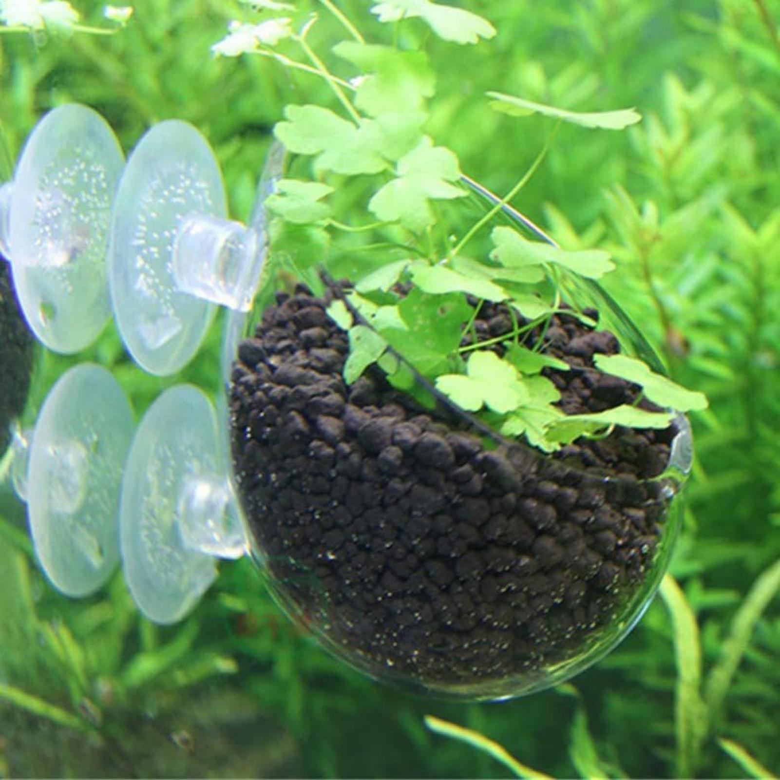 Aquarium Plant Holder Glass Aq - Badminton Live review and price