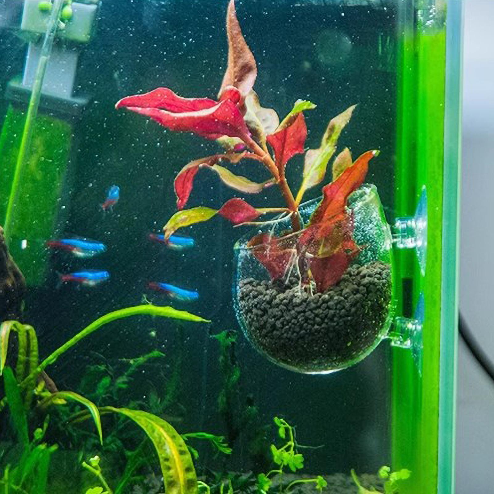 Aquarium Plant Holder Glass Aq - Badminton Live review and price
